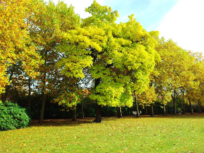Trees in Autumn Park — Green, Serene, Photograph, Grass, Leaves