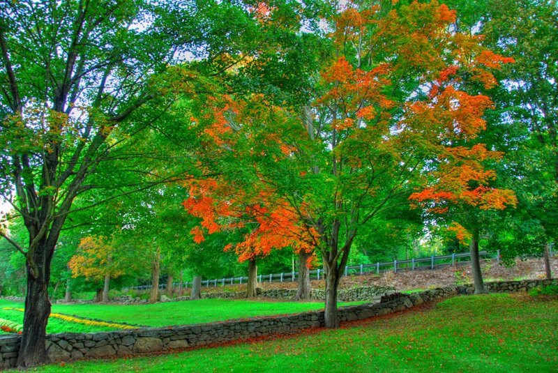 Trees in Autumn Park — Green, Serene, Photograph, Grass, Stone Wall