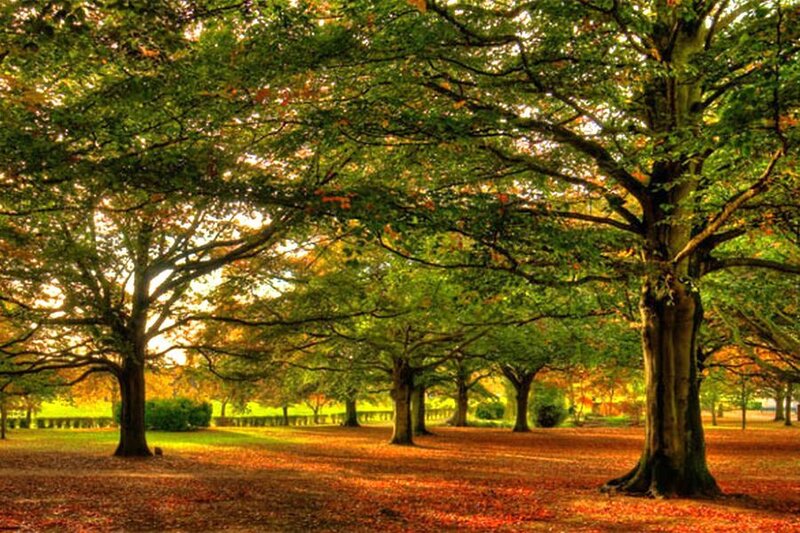 Trees in Autumn Park — Green, Serene