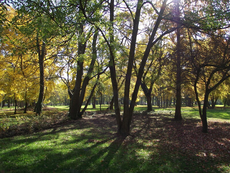 Trees in Autumn Park — Green