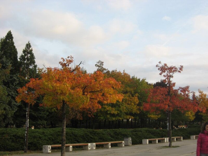 Trees in Autumn Park — Orange, Calm