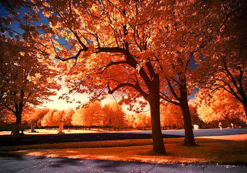 Trees in Autumn Park — Orange