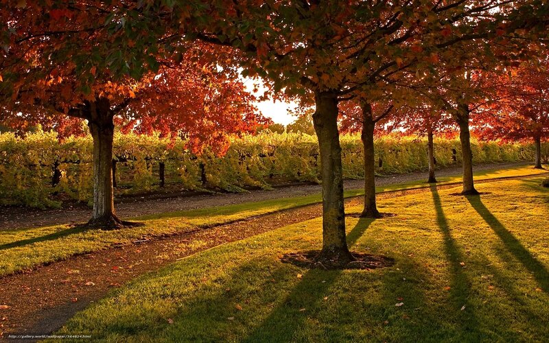 Trees in Autumn Park — Red
