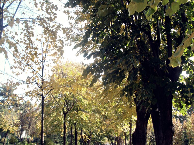 Trees in Autumn Park