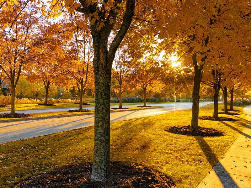 Trees in Autumn Park — Yellow, Serene, Photograph