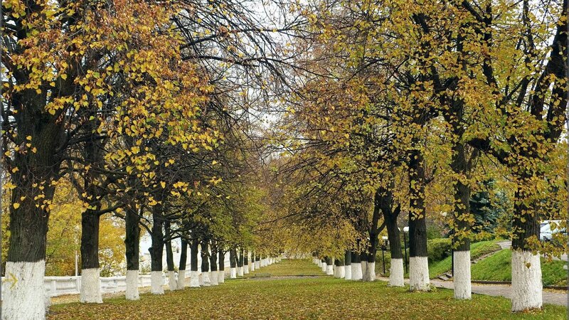 Trees in Autumn Park — Yellow, Serene