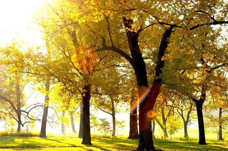 Trees in Autumn Park — Yellow