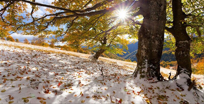 Trees in Autumn Snow