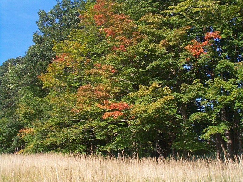Trees in Autumn