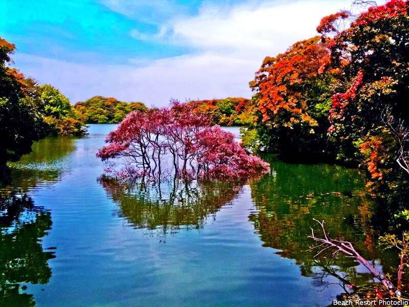 Trees in Autumn Water — Blue
