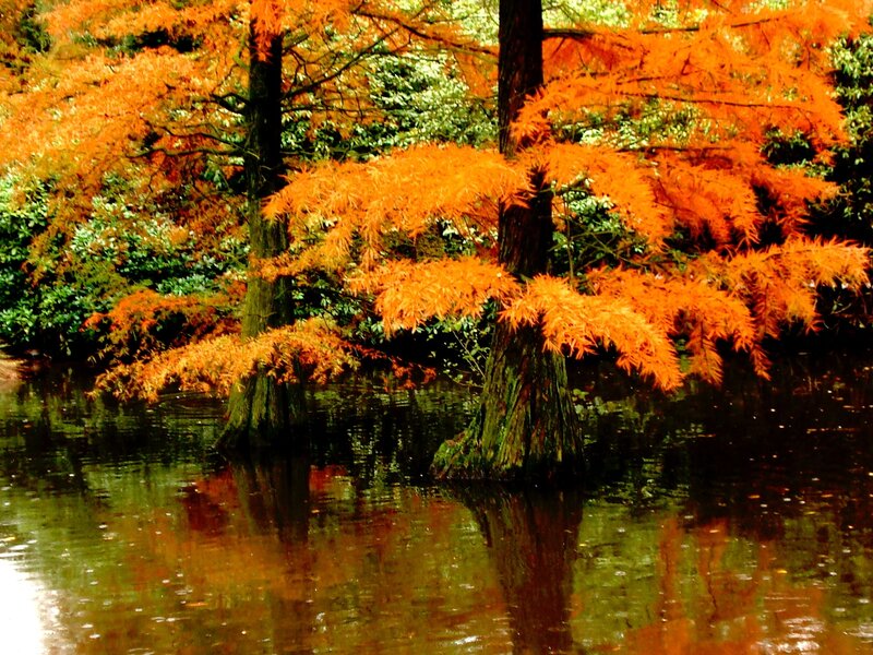 Trees in Autumn Water — Orange