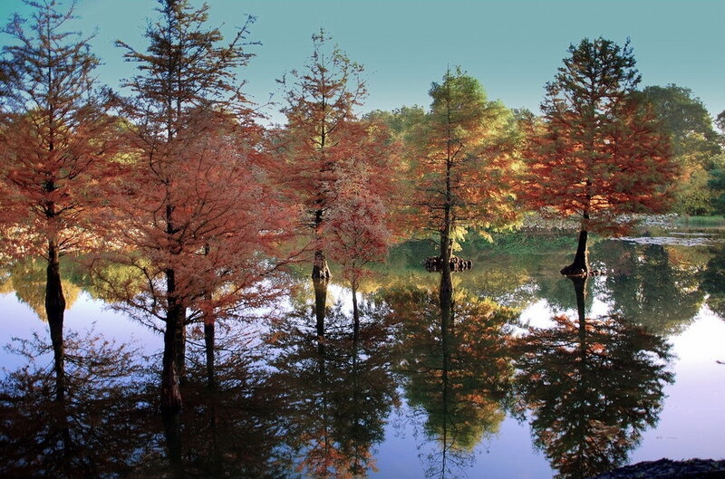Trees in Autumn Water