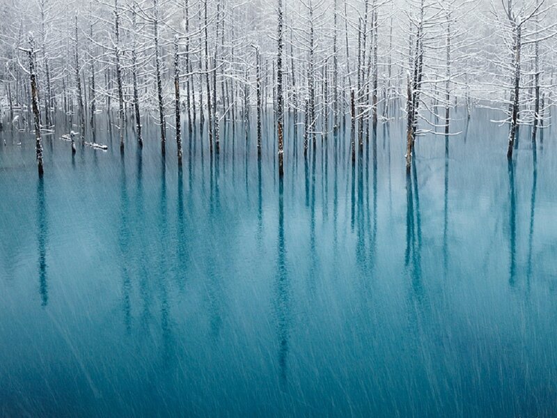 Trees in Blue Water — Serene
