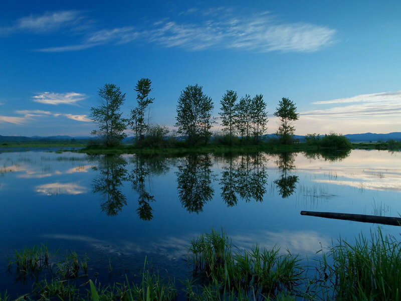 Trees in Calm Water — Blue, Serene, Sunset, Photograph, Reflection
