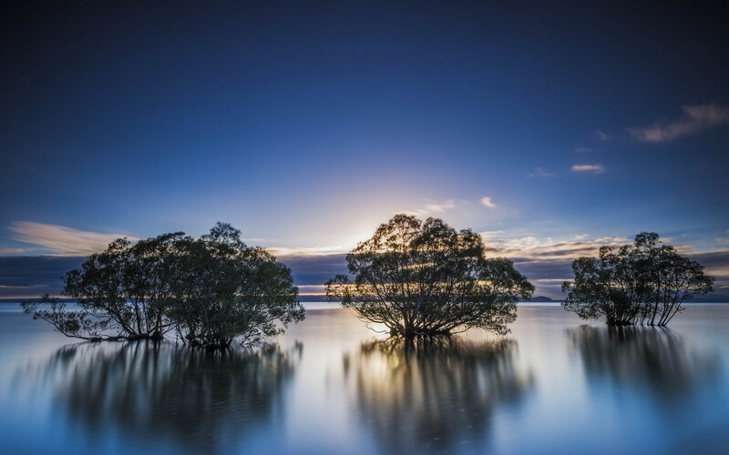 Trees in Calm Water — Blue, Serene, Sunset