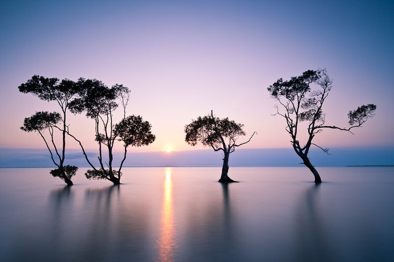 Trees in Calm Water — Blue, Serene