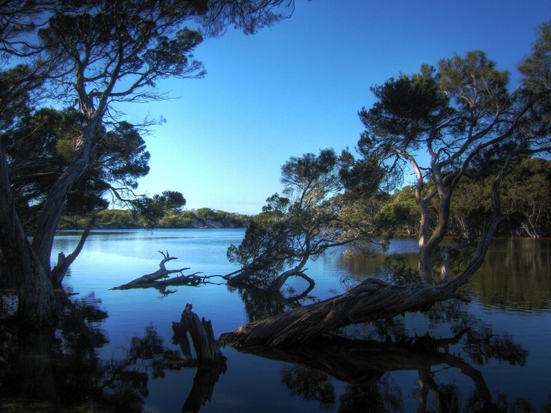 Trees in Calm Water — Blue