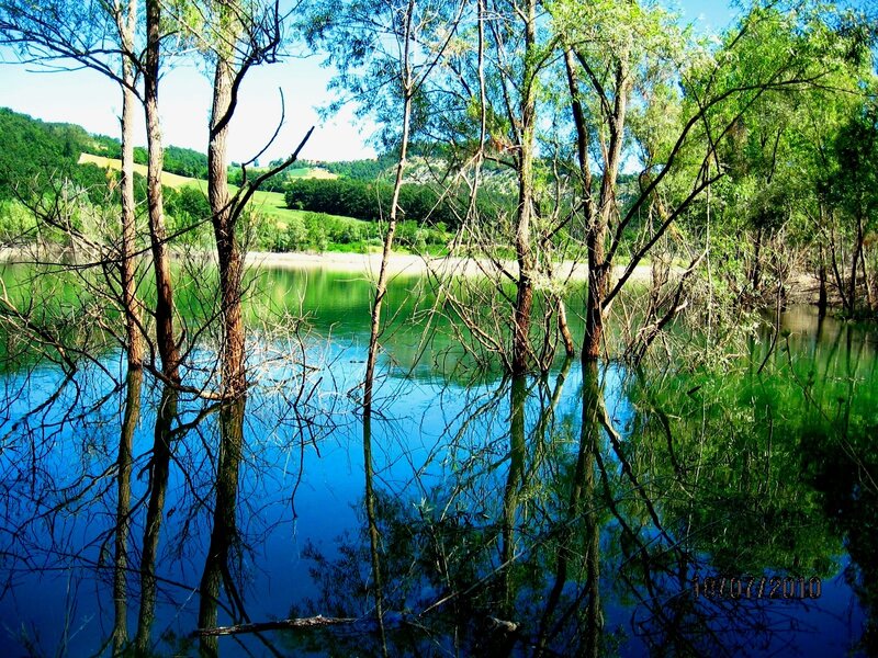Trees in Calm Water