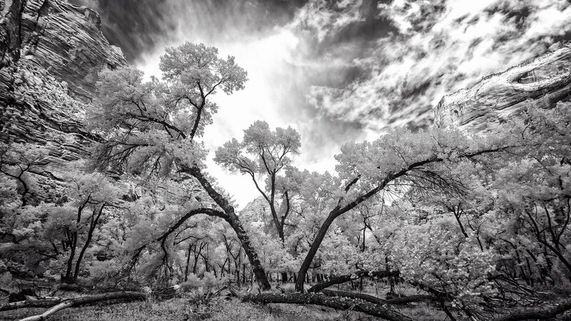 Trees in Canyon — Black