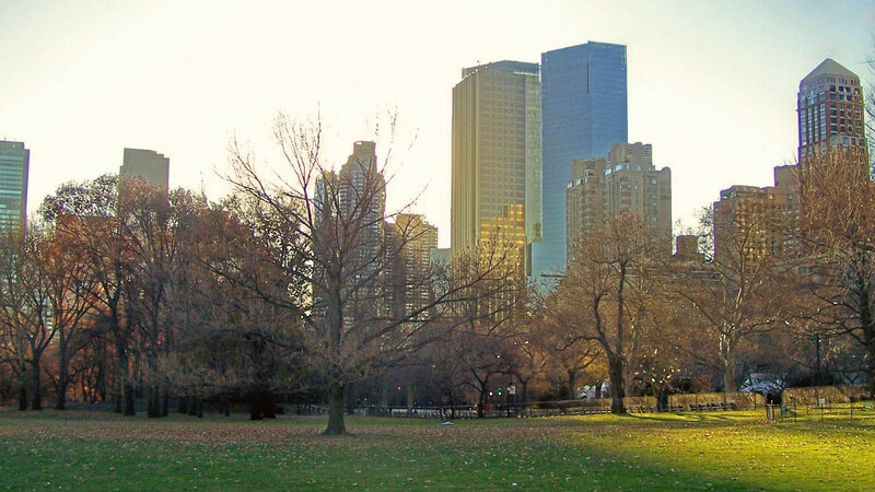 Trees in City Park