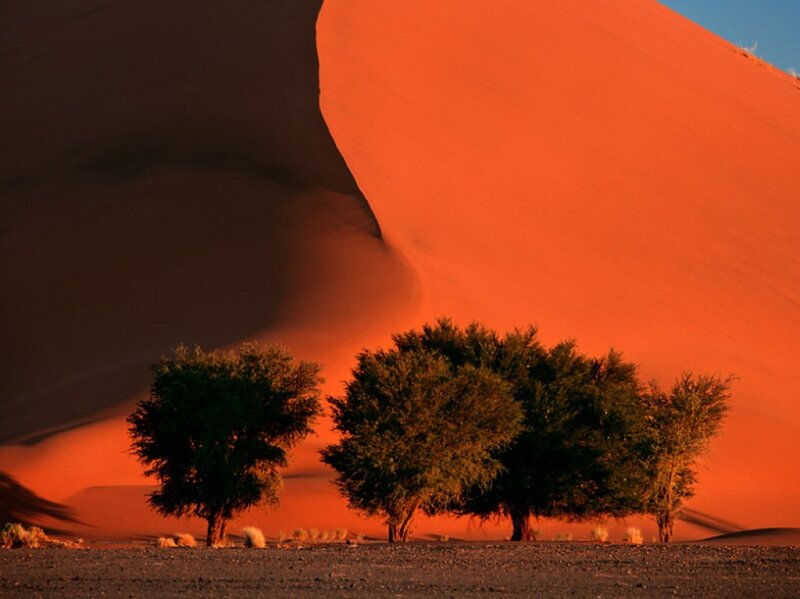Trees in Desert Dunes