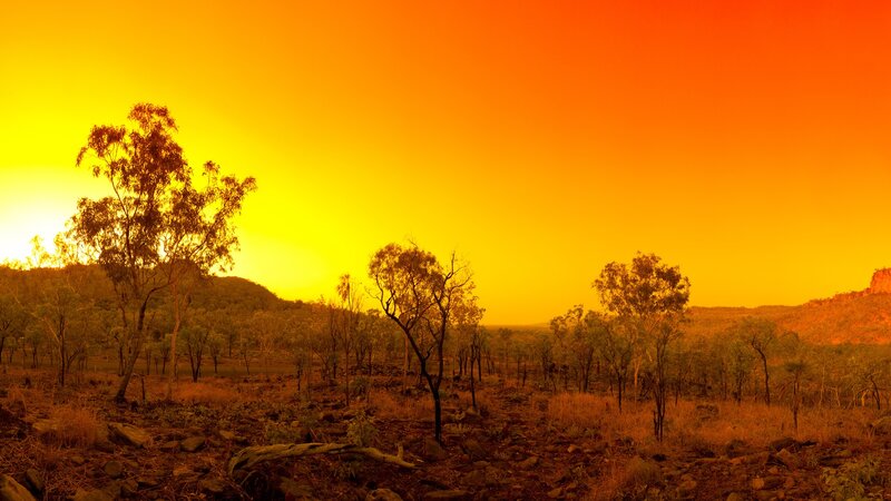 Trees in Desert Landscape