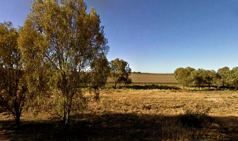 Trees in Dry Field — Blue