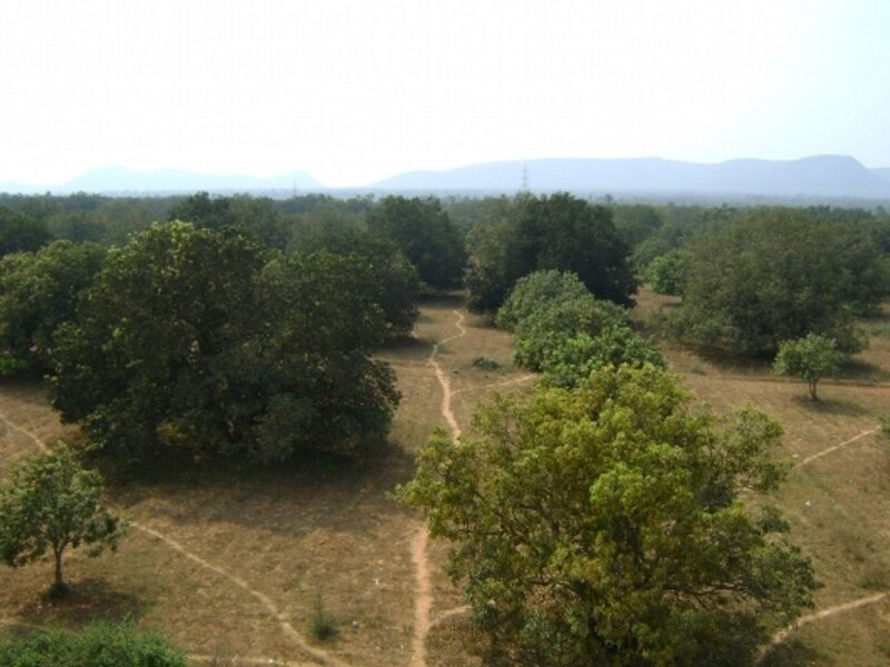 Trees in Dry Field