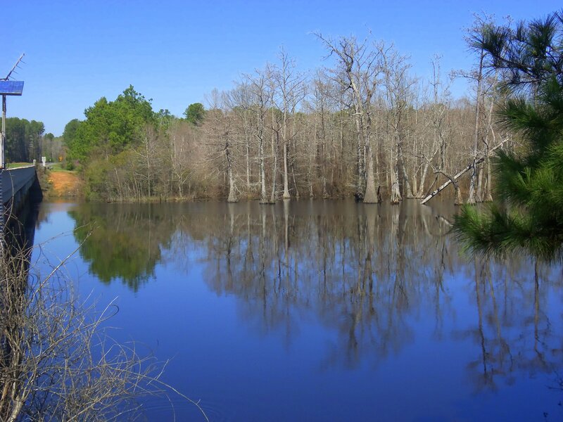 Trees in Flooded Area — Blue, Serene