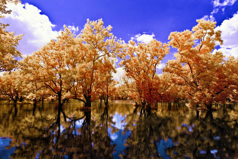 Trees in Flooded Area — Blue