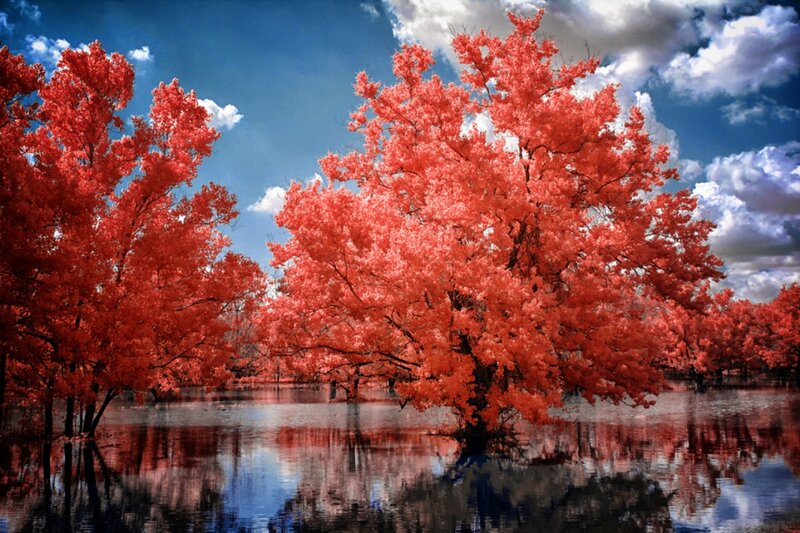Trees in Flooded Area — Red, Dramatic