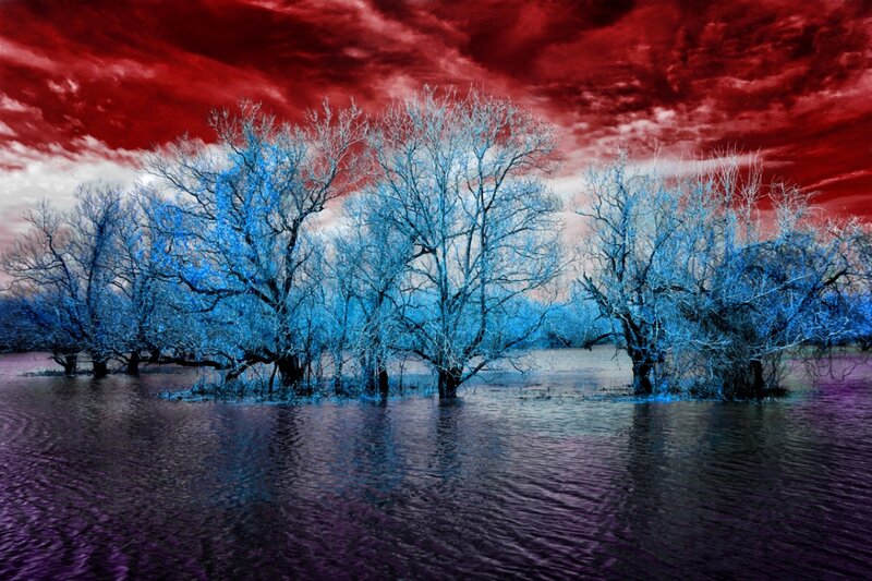 Trees in Flooded Area — Red