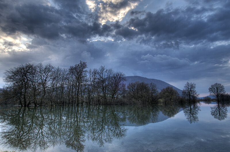 Trees in Flooded Area