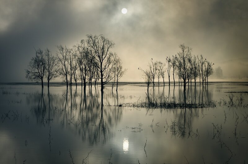 Trees in Flooded Field — Gray