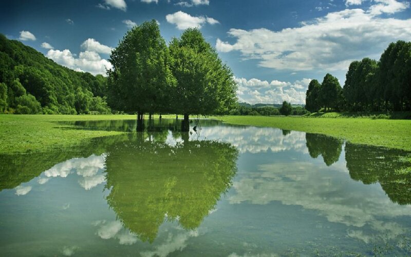 Trees in Flooded Field