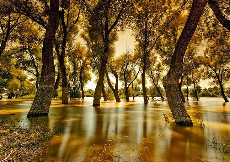 Trees in Flooded Forest — Brown