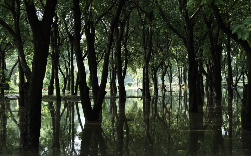 Trees in Flooded Forest — Green, Serene, Afternoon, Photograph, Water, Reflection, Brown