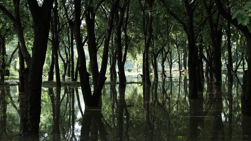 Trees in Flooded Forest — Green, Serene, Afternoon