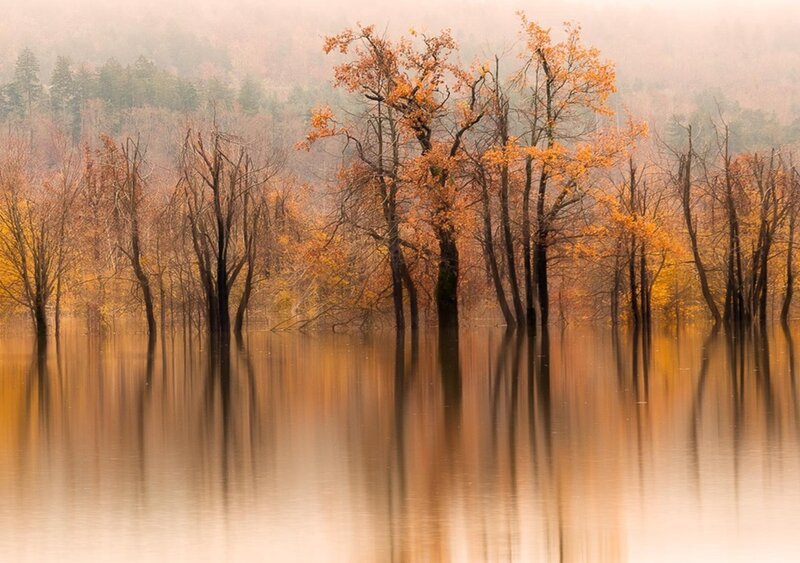 Trees in Flooded Forest — Orange, Serene