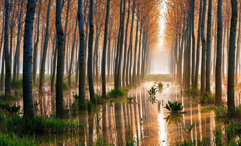 Trees in Flooded Forest — Orange