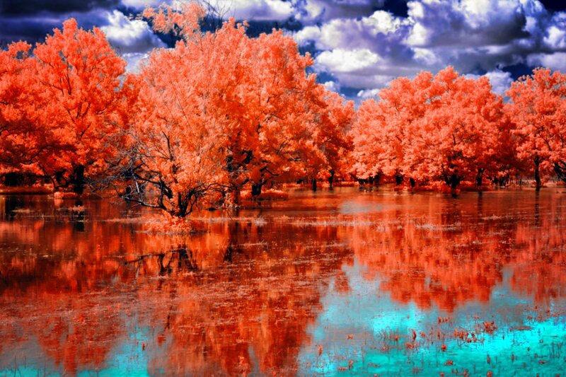 Trees in Flooded Forest — Red