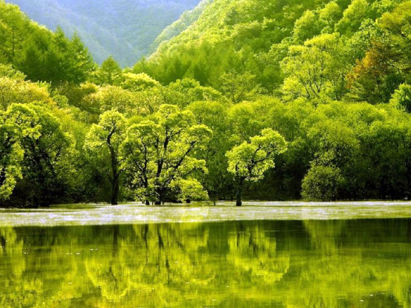Trees in Flooded Forest