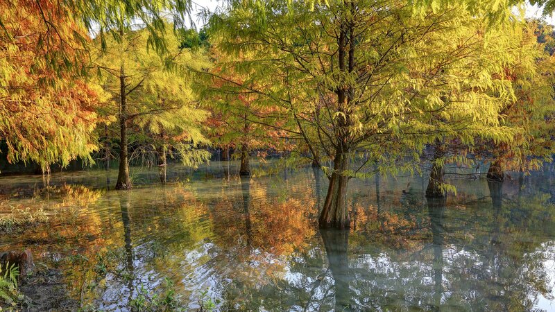 Trees in Flooded Forest — Yellow