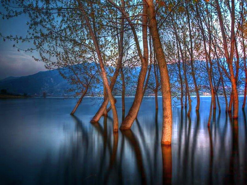 Trees in Flooded Lake — Blue
