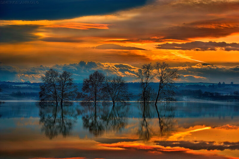 Trees in Flooded Lake — Orange