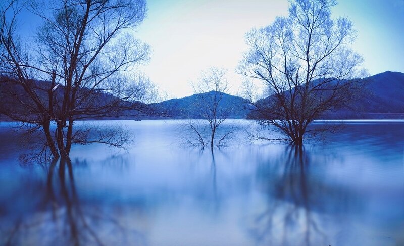 Trees in Flooded Lake