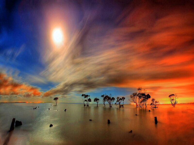 Trees in Flooded Landscape — Orange