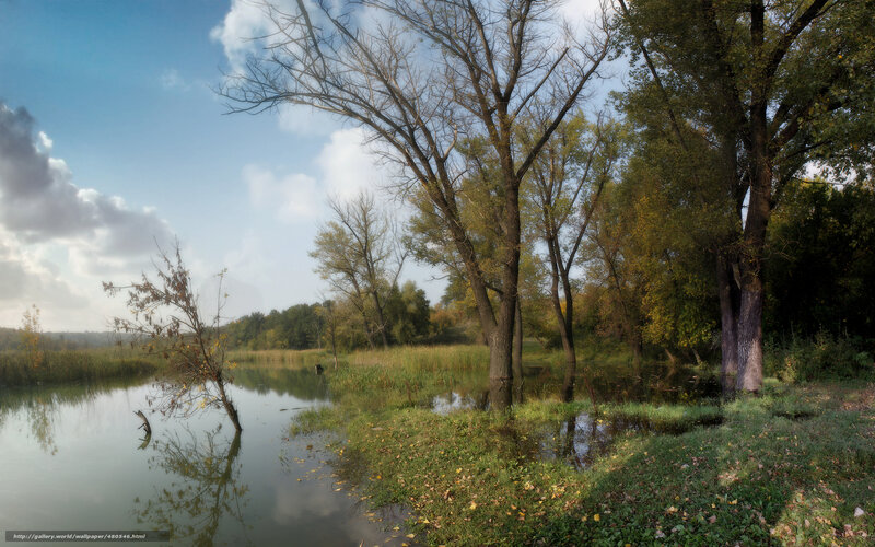 Trees in Flooded Marsh — Green