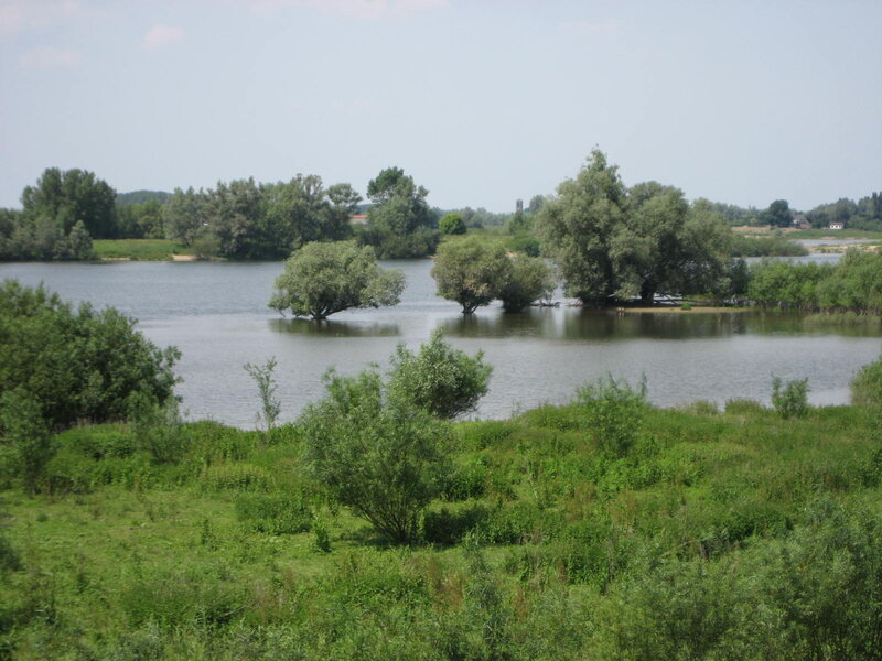 Trees in Flooded River