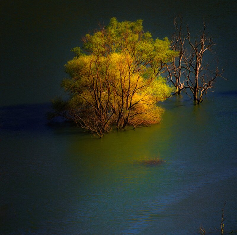 Trees in Flooded Water